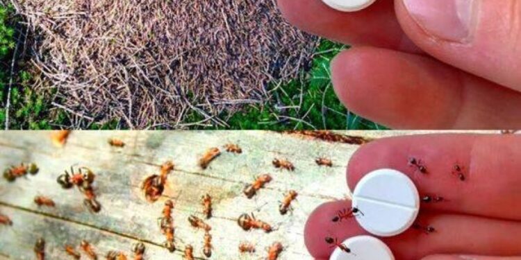 Ameisenfalle: Wie man Ameisen für immer loswird, ohne Pestizide zu verwenden