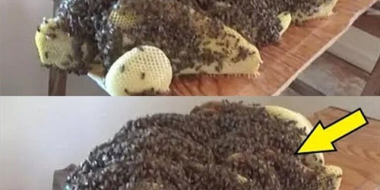 Eine Überraschung unterm Bett: Ungebetene Gäste, die man dort lieber nicht treffen möchte