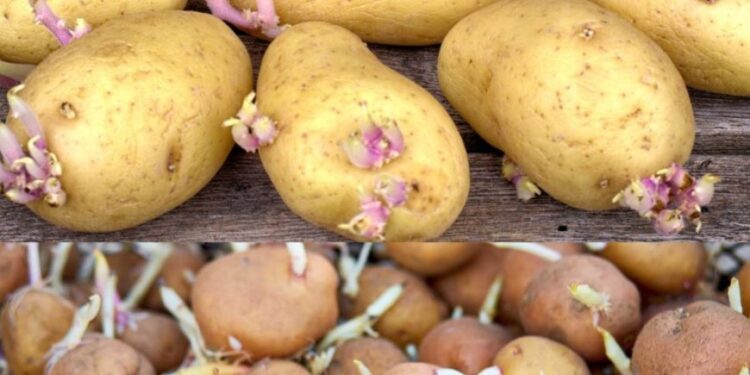 Der geniale Tipp, um das Keimen von Kartoffeln zu Hause zu verhindern