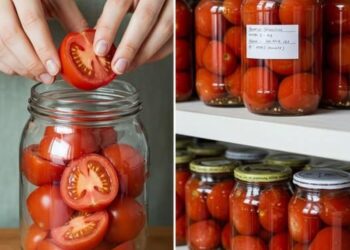 Tomaten natürlich konservieren: Der geniale Tipp, um sie 24 Monate lang ohne Essig zu genießen