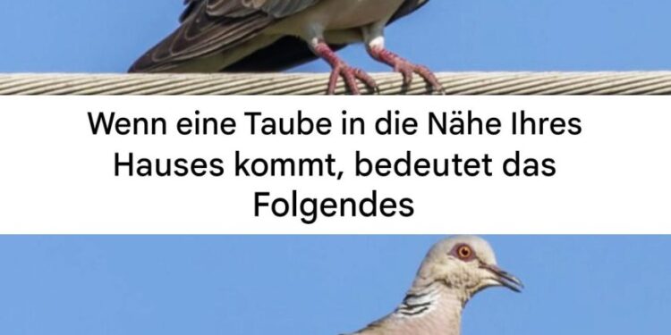 Eine Taube in der Nähe des Hauses: spirituelle Bedeutung und Gründe für ihre Anwesenheit…